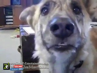 Funniest Talking Dog Ever ... He Loves Food ! - V