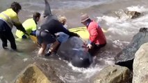 Rescuers lose fight to save beached whales in Australia