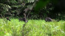 Gabon : un photographe tente de protéger les gorilles contre l'exploitation forestière