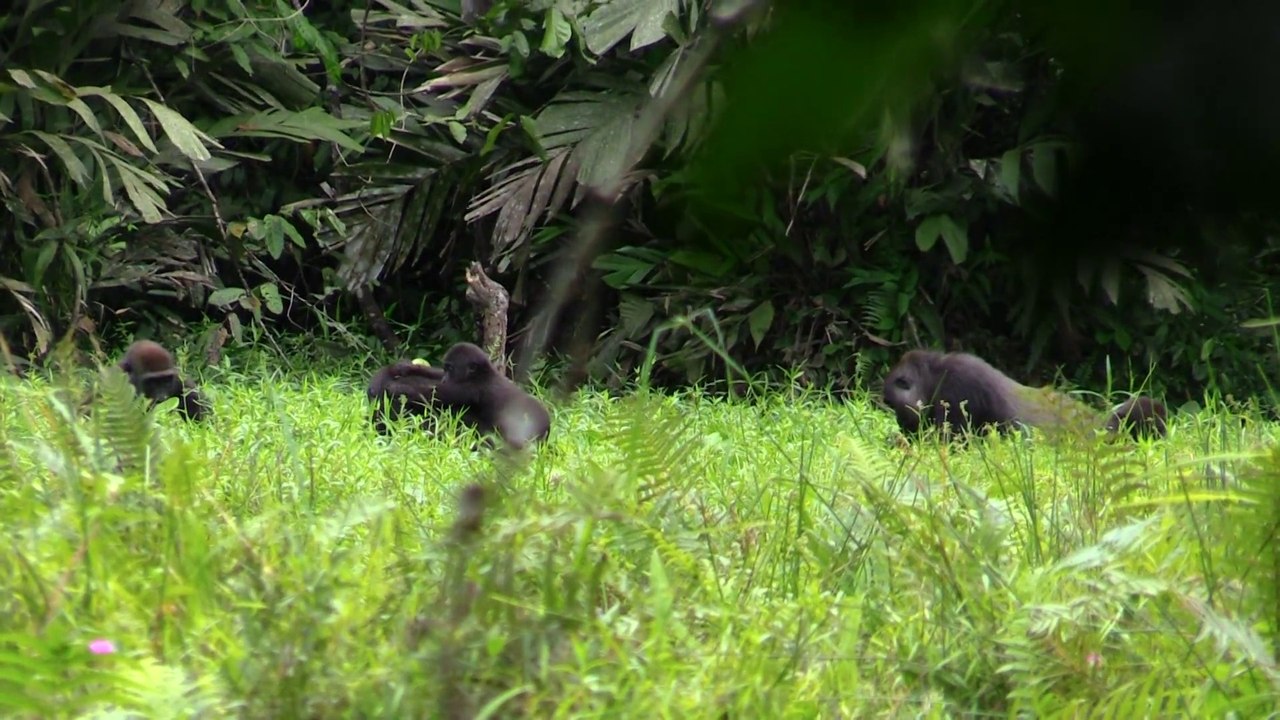 Gabon : un photographe tente de protéger les gorilles contre l'exploitation forestière