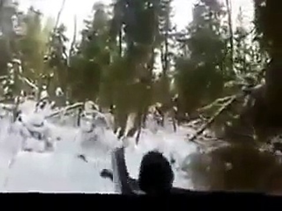 Wild boar hunting with a dog. Охота на кабана с собакой.