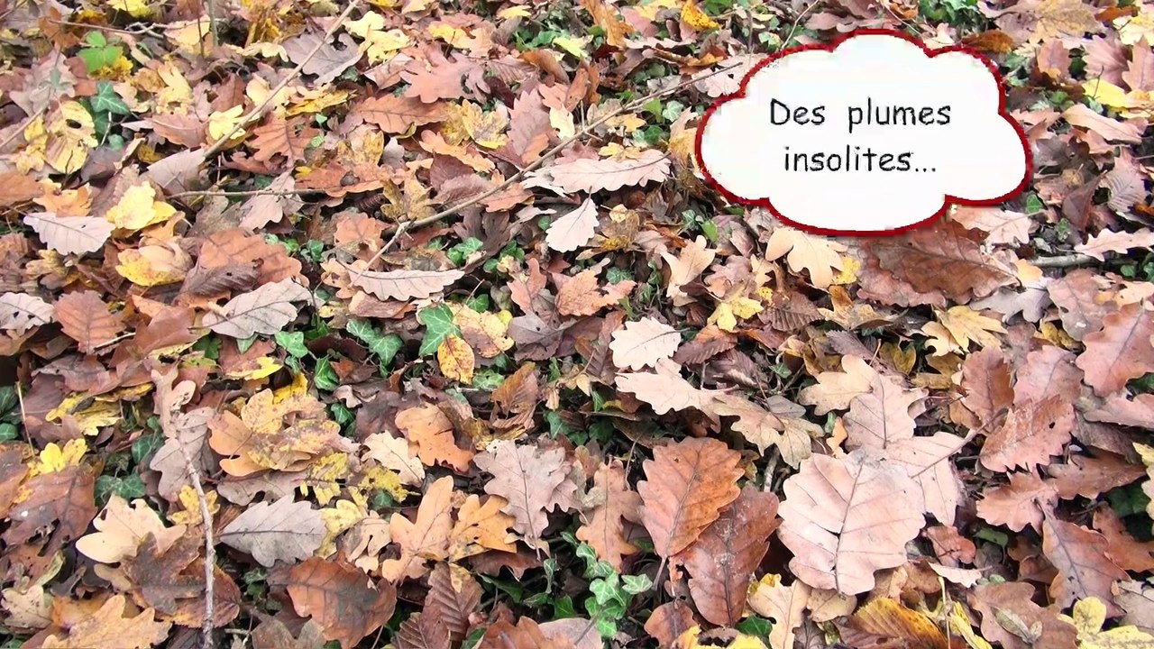 Les mystères de la Fosse - Les plumes