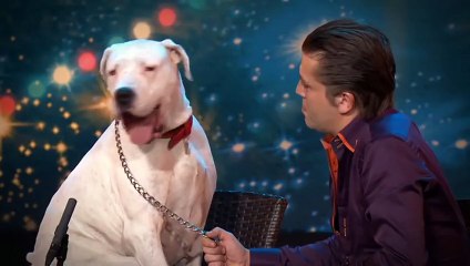 Un chien chante sur du Whitney Houston dans l'émission incroyable talent