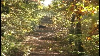 Driven Wild Boar Hunt - Czech Republic