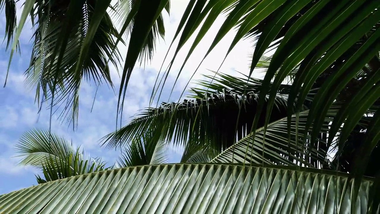 Un superbe court-métrage sur Jeremy Flores, prodige français de surf