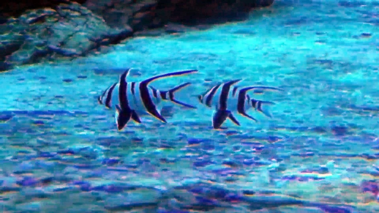 Underwater World Part 2