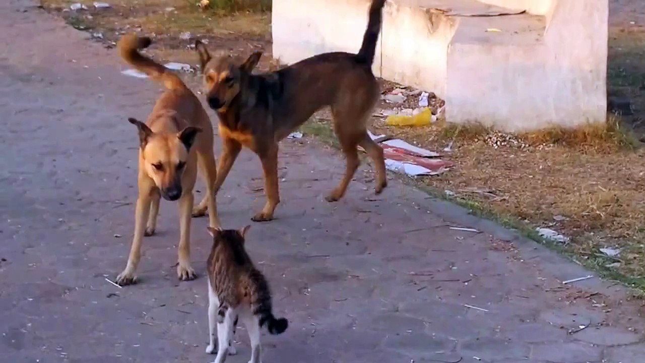 Kung fu cat fights with 2 dogs at once and beats them