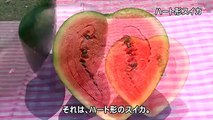 Japon çiftçi Hiroichi Kimura tarafından icad edilen kalp şekilli karpuzlar ağzınızı sulandıracak cinsten. Aldığı sonuçlardan oldukça memnun olan Kimura baba mesleği olan çiftçiliği sürdürmekten oldukça keyif duyuyor...