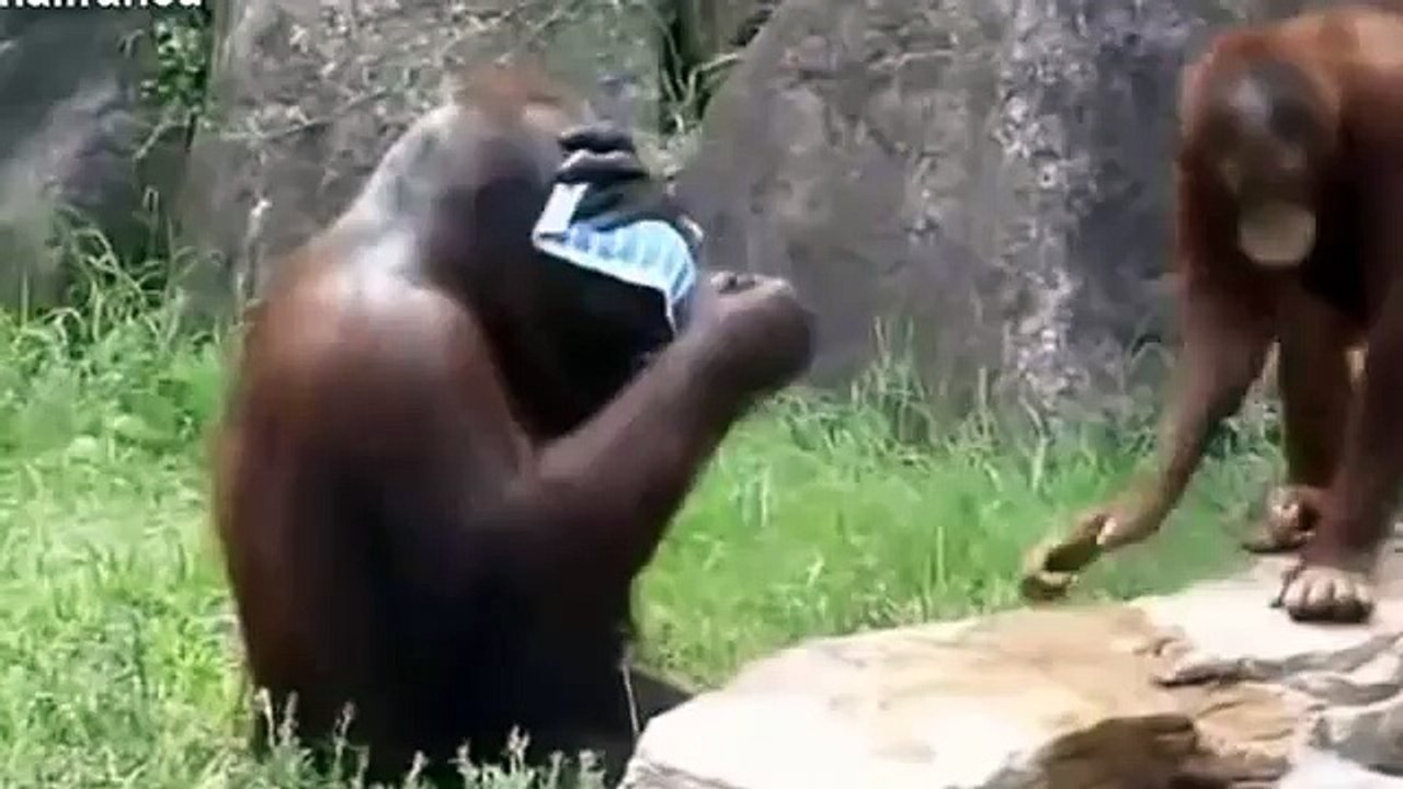 Funny Monkey Videos / Komik Maymun Videoları