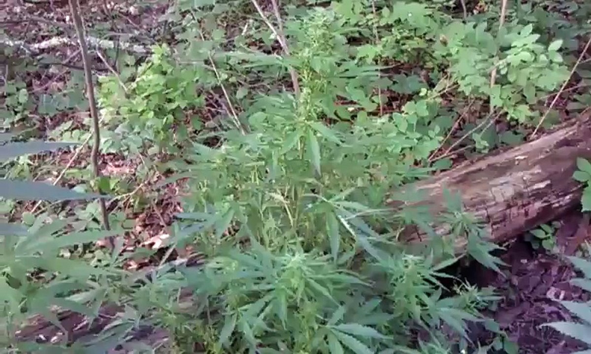 Autoflowering weed Grown Outside with Purple Weed!