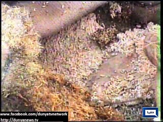 Dunya News - Layyah: At least 8,000 wheat bags rot