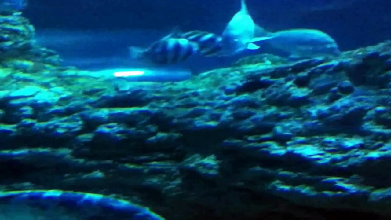 Underwater World Part 5