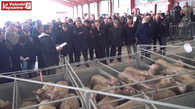 Réquista : 1er concours agneaux de Pâques