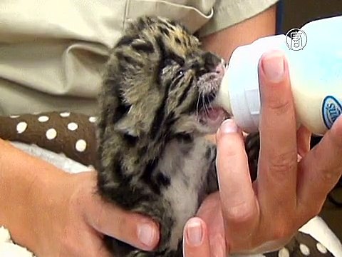 Редкий дымчатый леопард родился в зоопарке США