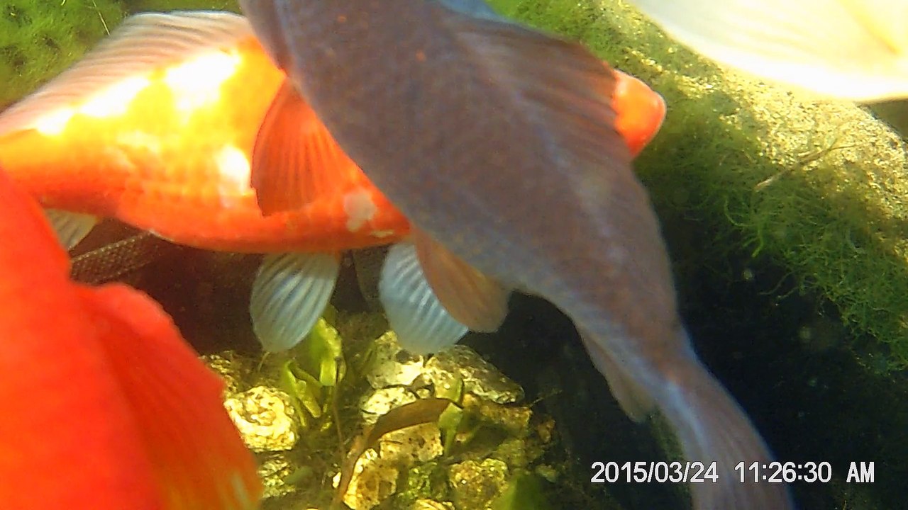 mes poissons
