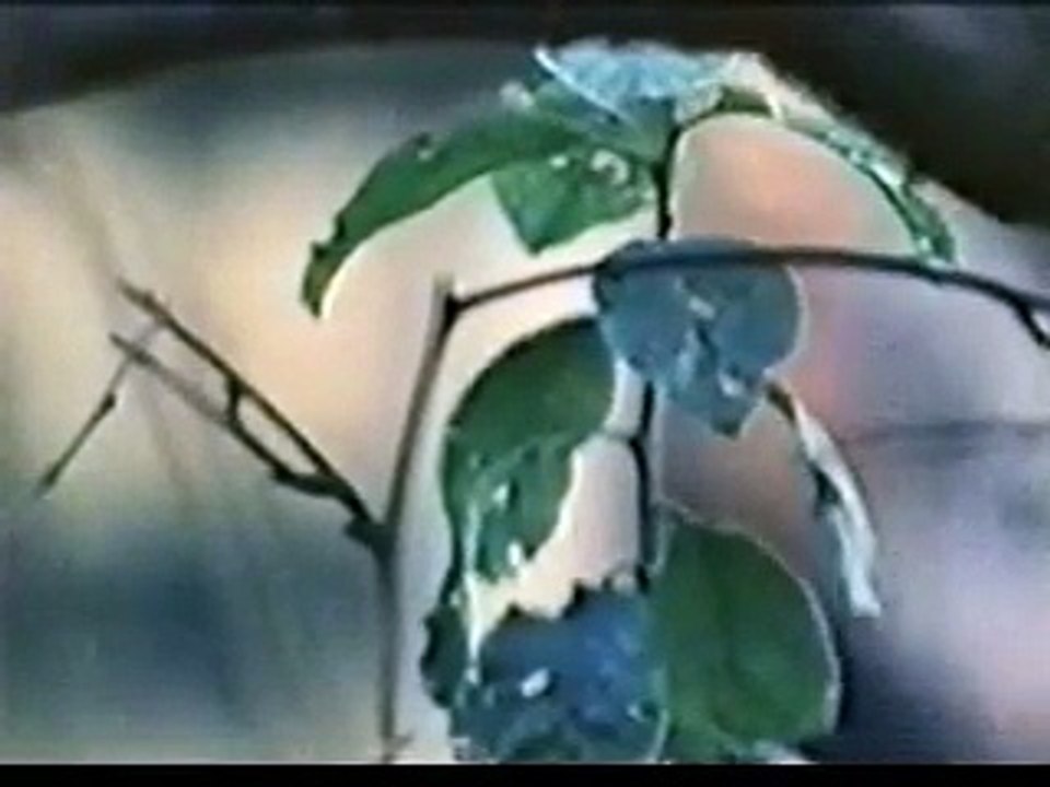 Aerosmith - Sweet Emotion (1975 Promo) - YouTube