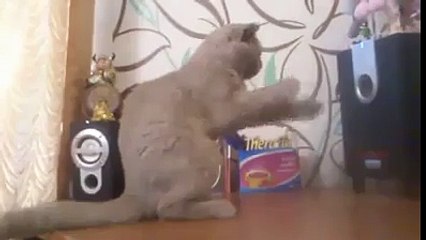 This Kitty Is Trying To Catch The Bass