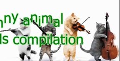 Animals making funny sounds and noises - Funny animal compilation