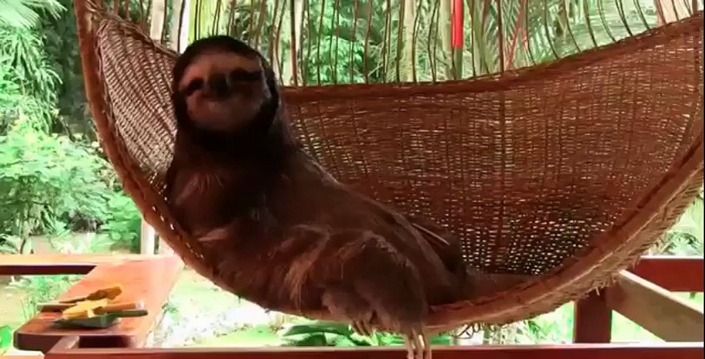Baby Sloth Sanctuary In Costa Rica The Cute Show