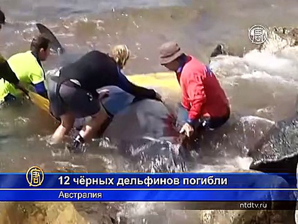 20 чёрных дельфинов выбросились на берег, 12 погибли