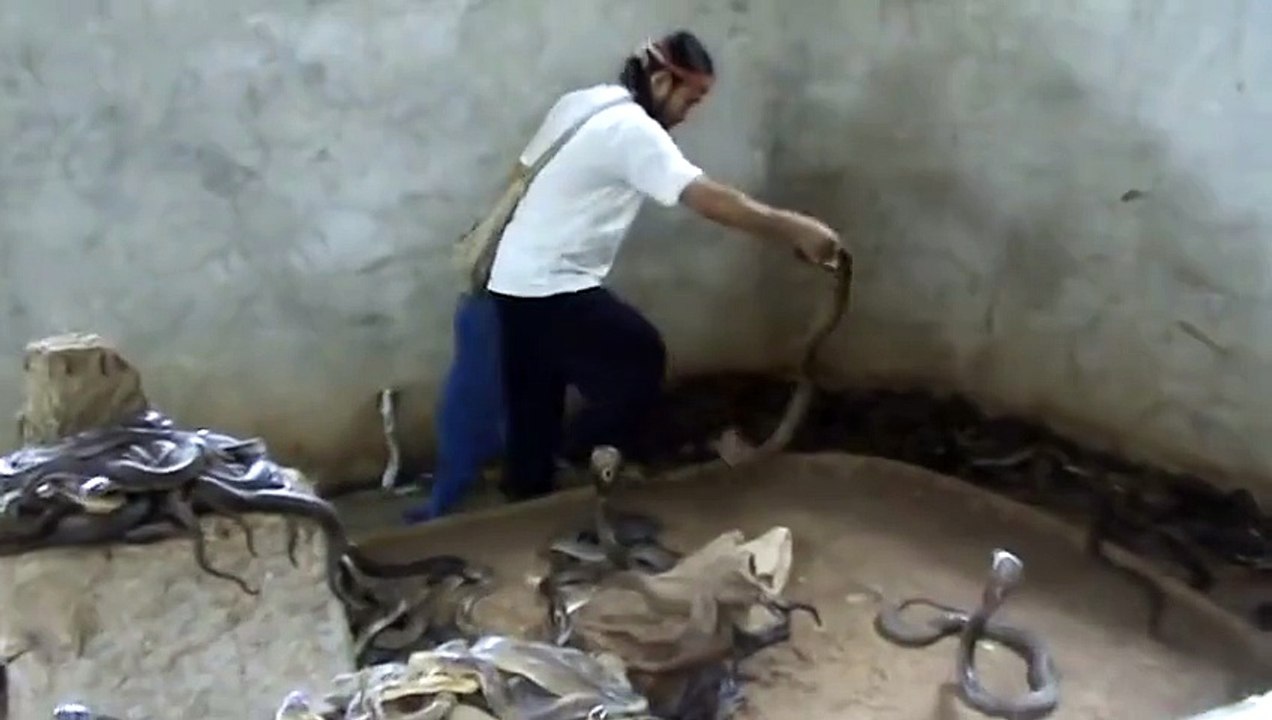 Cobra SLAP - Risky Job
