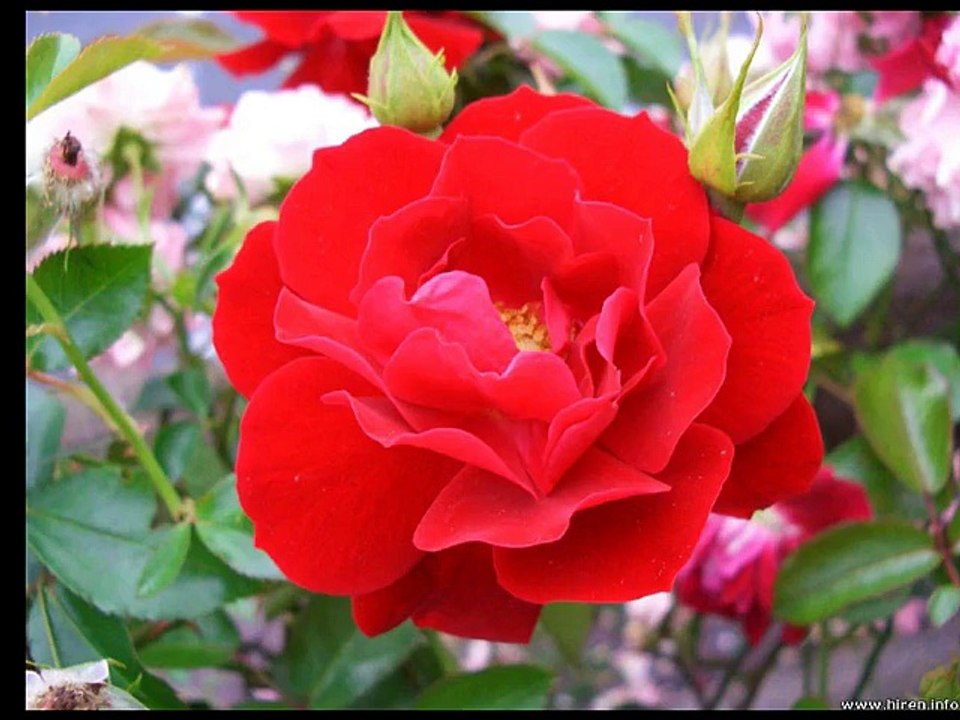 Dziękuję mamo za radosne dni - For You