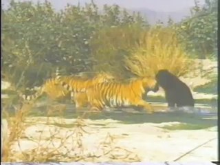 2 Bengal Tigers VS Asiatic Bear