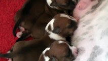 4ème vidéo Chiot n°2 de la 19ème portée staffie de Staffordland