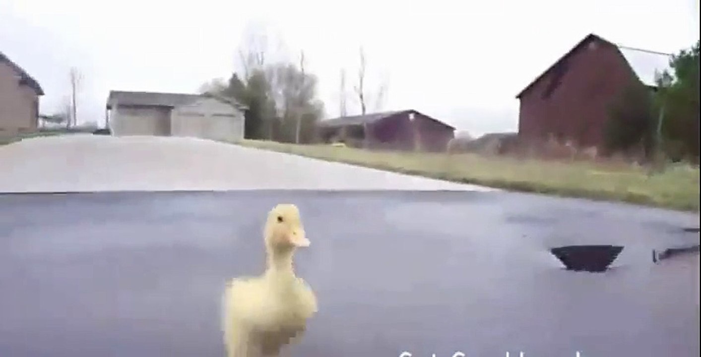Hilarious Little Duck Is Following Man  Funny VIDEO