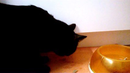 JACK - my funny cat eats and drinks with his own pawns