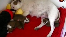 7ème vidéo de la 19ème portée staffie de Staffordland