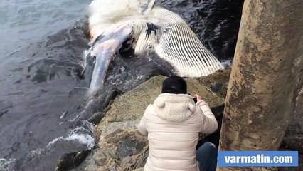 Un rorqual de 15 mètres échoué à Aiguebelle