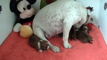 10ème vidéo de la 19ème portée staffie de Staffordland