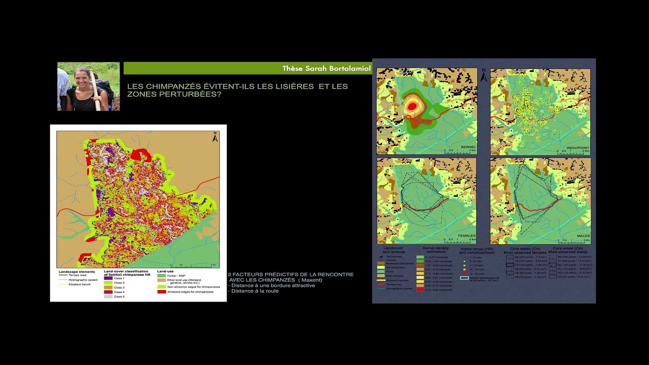 Les grands singes et la forêt (Une expo, des débats)