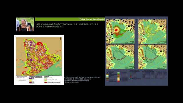 Les grands singes et la forêt (Une expo, des débats)
