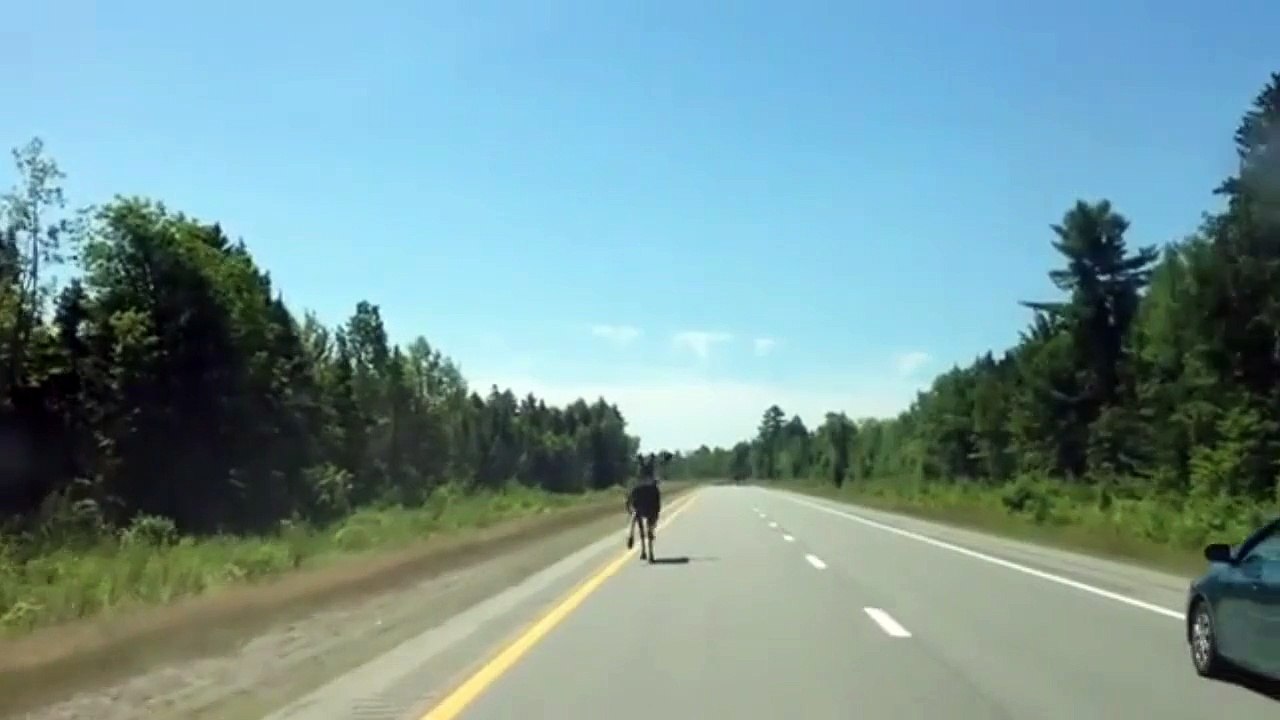 HD Driver Way too Happy About Moose Funniest Moment collection