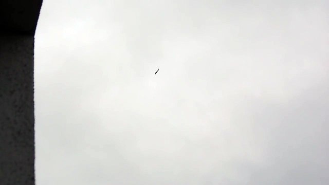 Karganın doğana saldırı anı