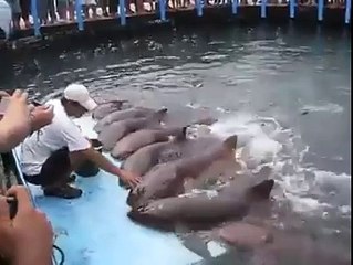 Sharks Friendship with Man