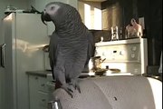 Parrots also acted strangely so funny