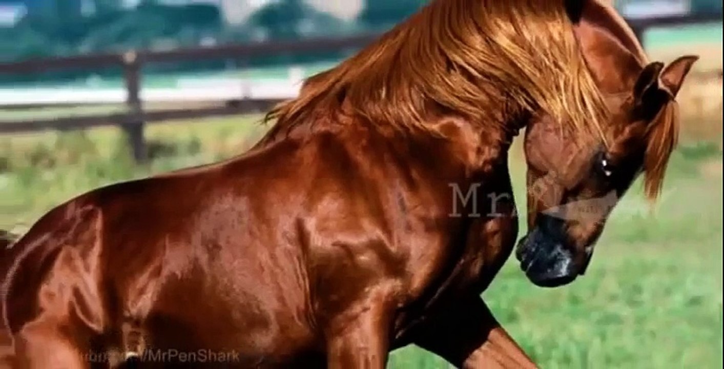 The Most Beautiful Horses in The World