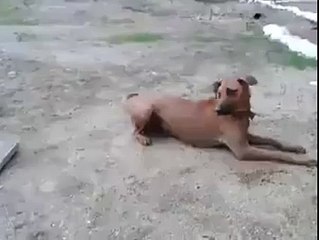 The dog jumped on a man in water
