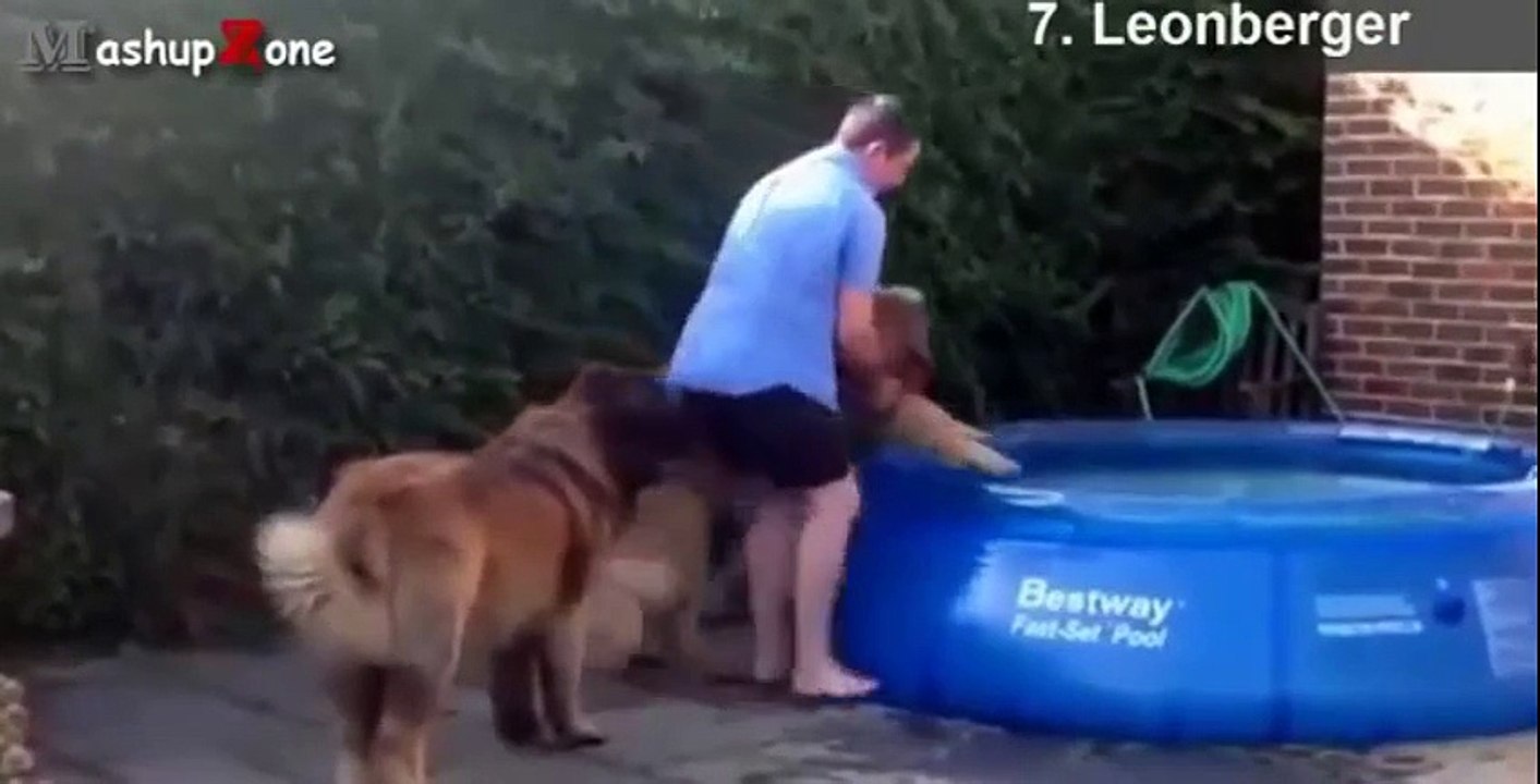 Top 10 Biggest Dogs In The World - With Funny Dog Videos By Breeds Compilation