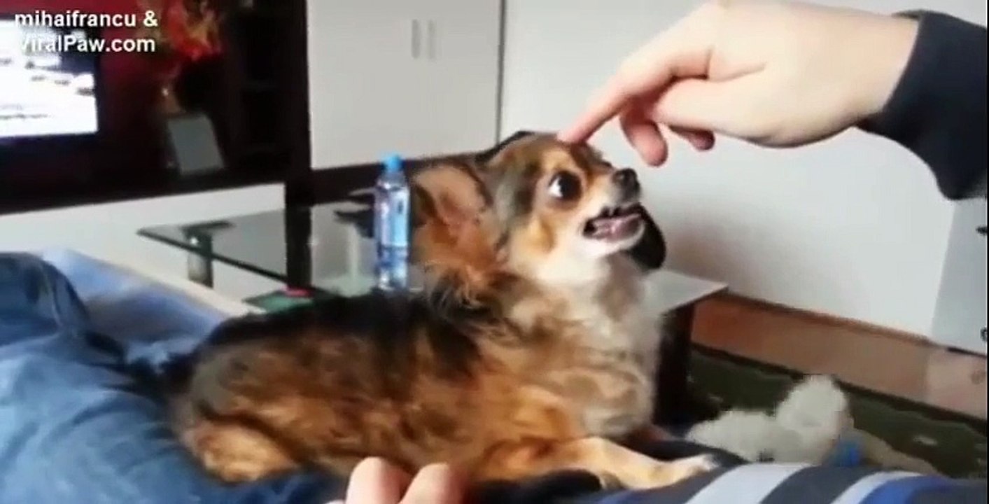 Ultimate Funny Dog Videos Compilation 2014 [NEW] - Dogs and Puppies