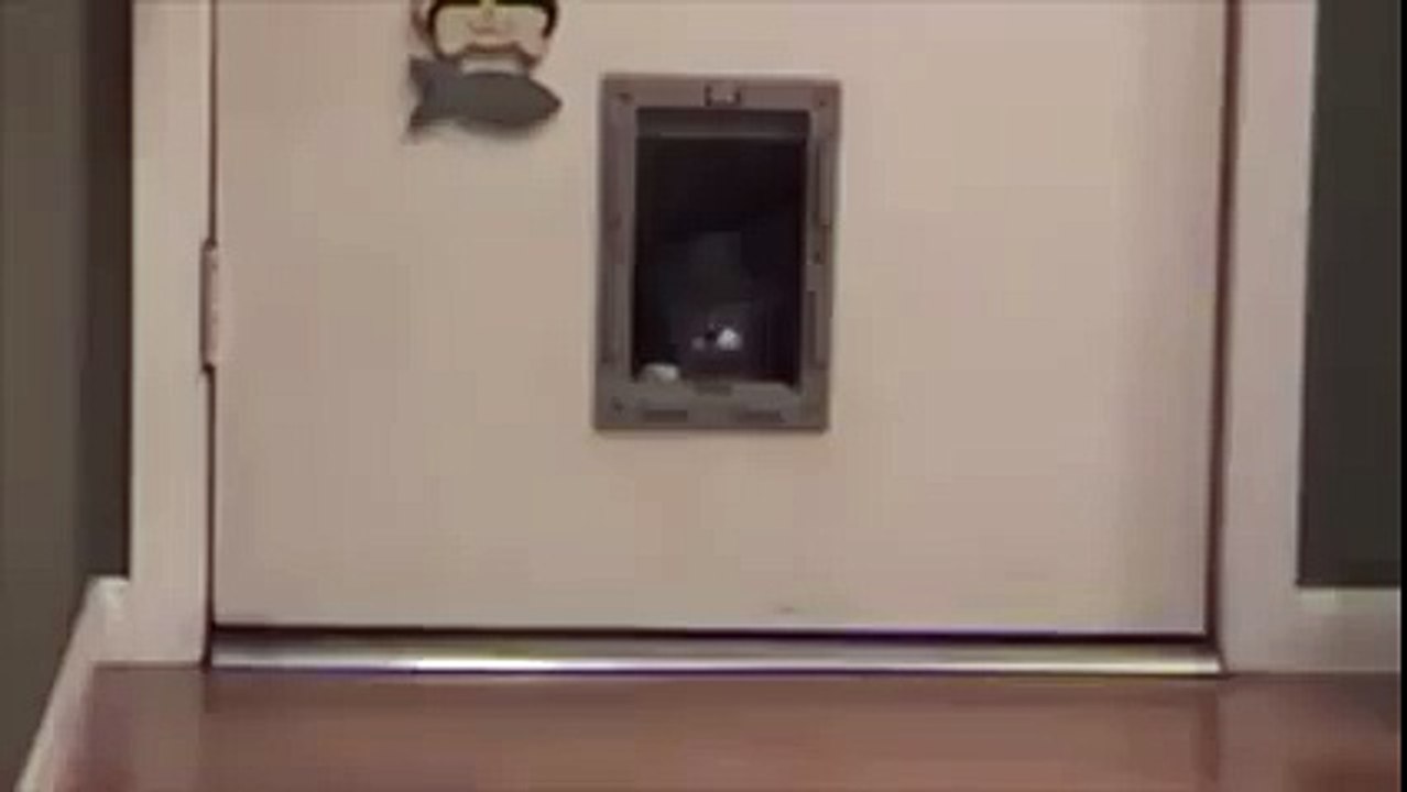 Fat Cat Problems full of fun