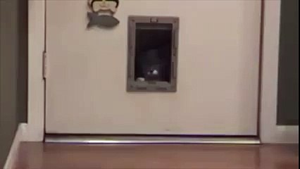 Fat Cat Problems full of fun