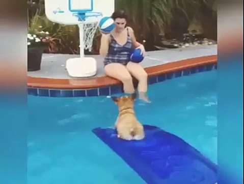 Corgi is a Baller at Pool Tricks