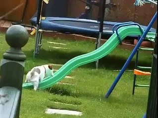 Dog Vs Slide