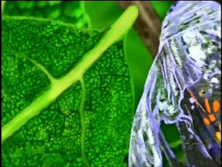 As Migrações Africanas - Planeta Terra