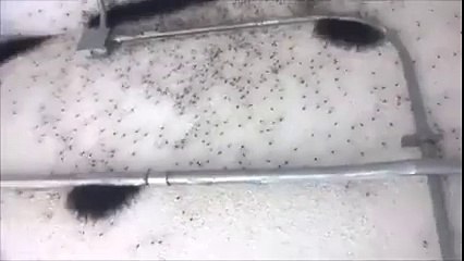 If Your Not Afraid of Spiders Then Watch This