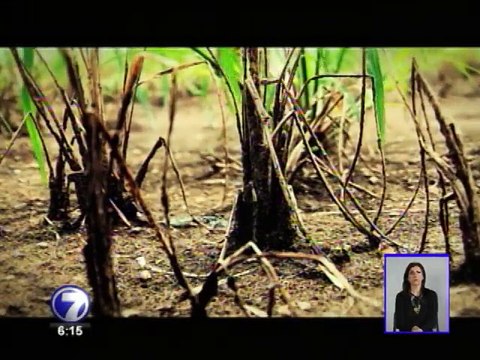 Falta de lluvias afectaría mantos acuíferos, ríos y cultivos